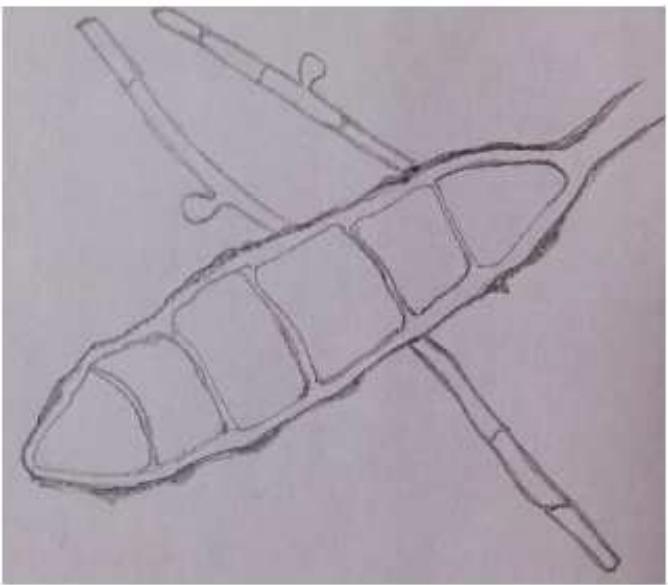 題目圖片