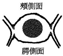 選項 B