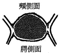 選項 A
