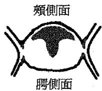 選項 D