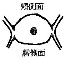 選項 C