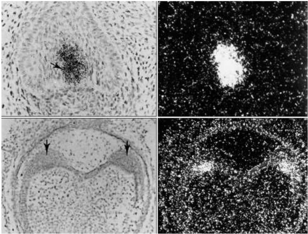 題目圖片
