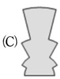 選項 C